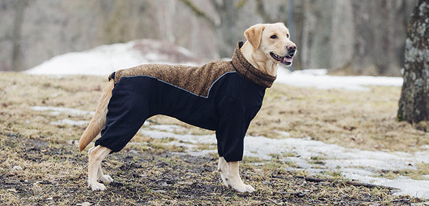 Shop dog clothes