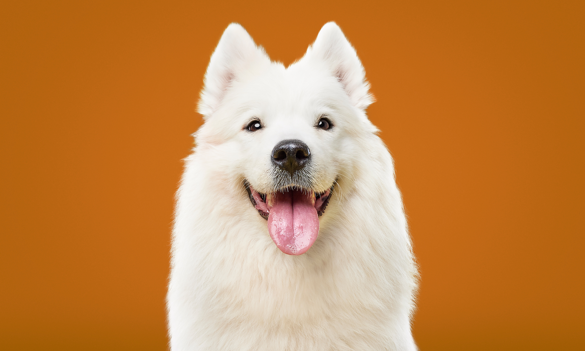 How to maintain your dog's health