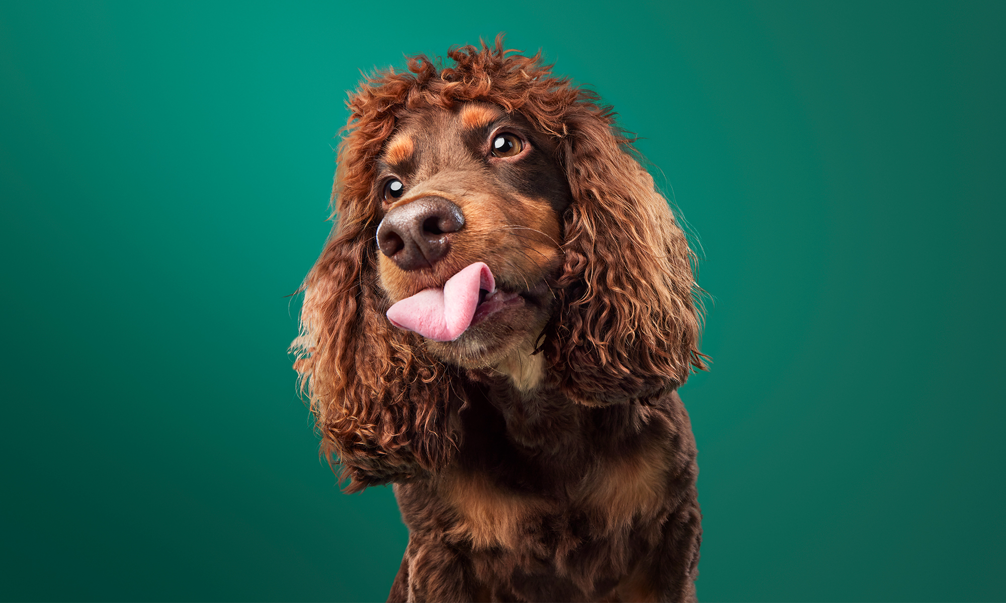 Canine Nutrition
