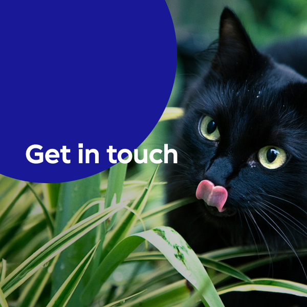 Get in touch banner with cat