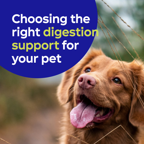 Choosing the right digestion support for your pet
