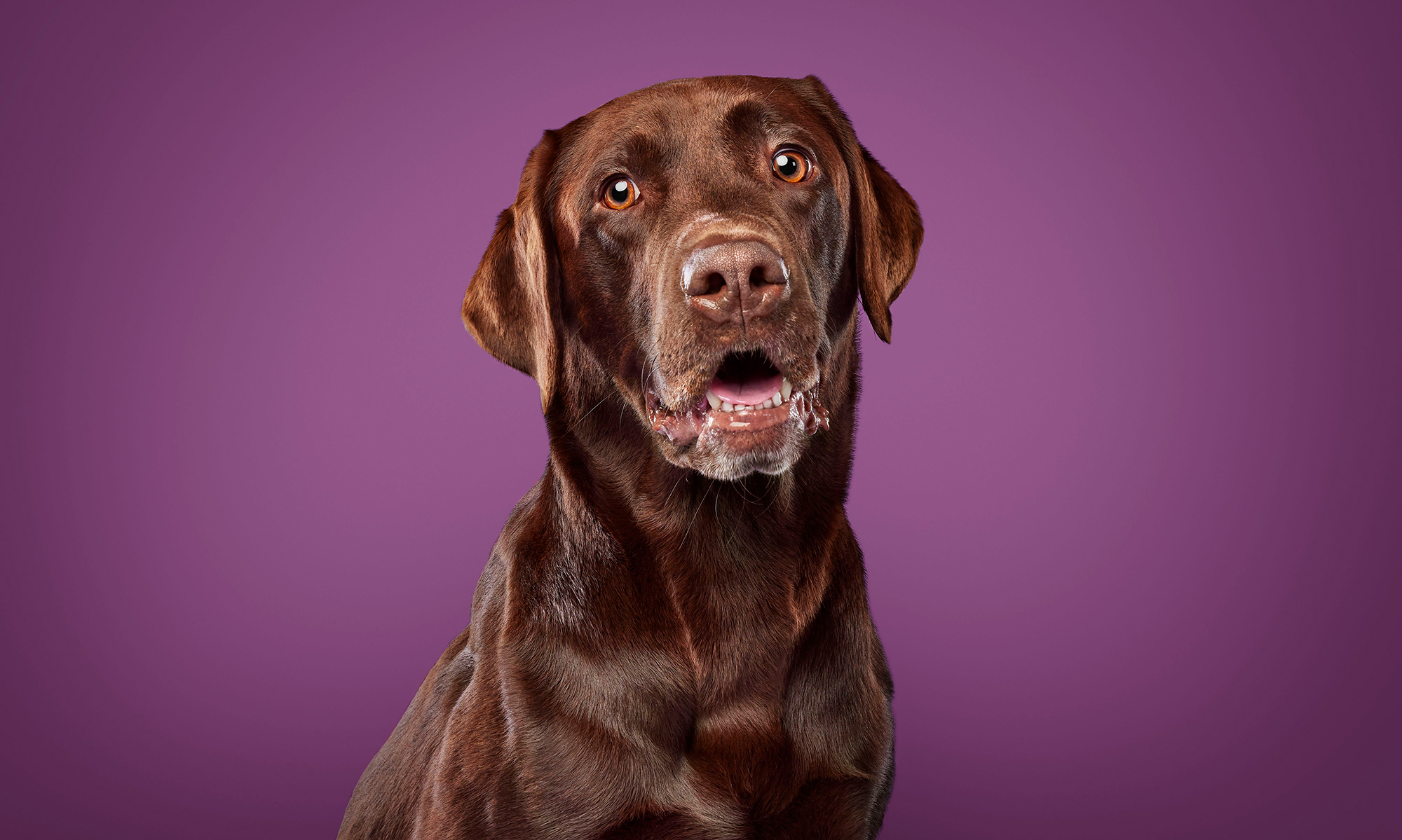 What are probiotics for dogs?