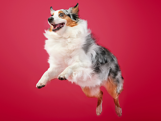 How to maintain your dog's health?