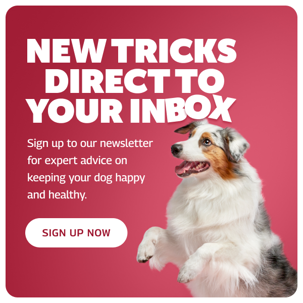 New Tricks 2