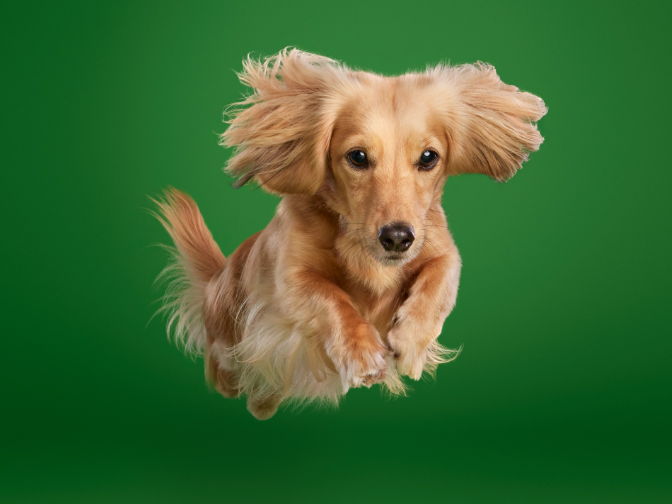 Canine Nutrition