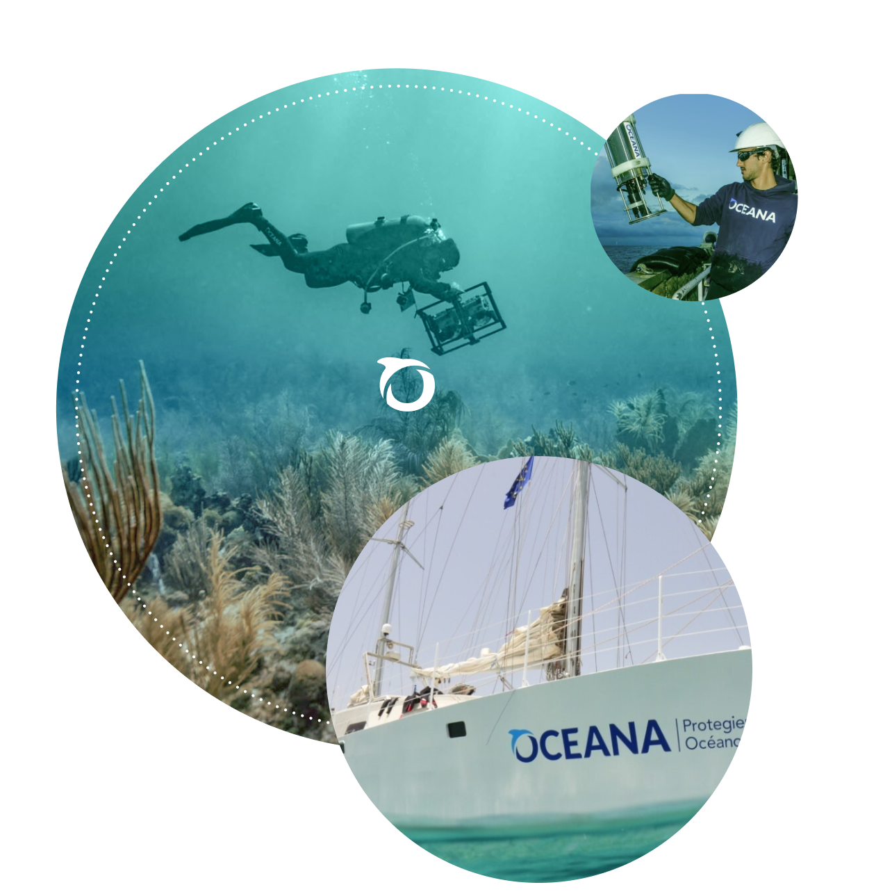 Oceana diver under the water