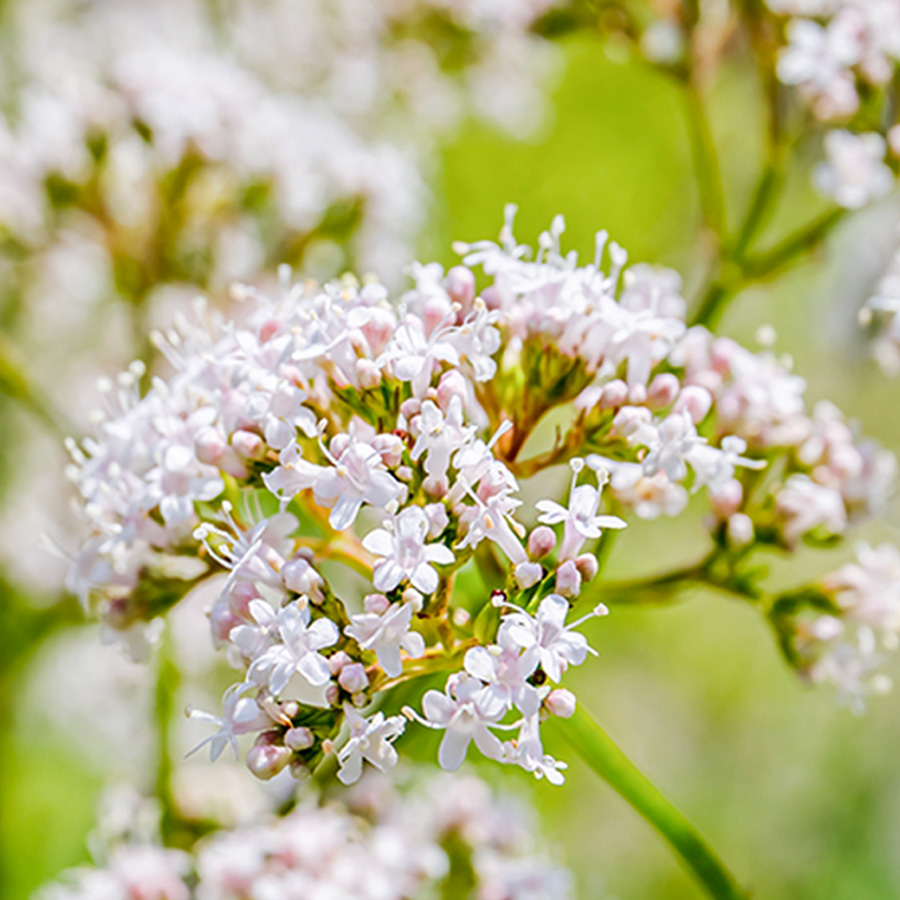 Valerian