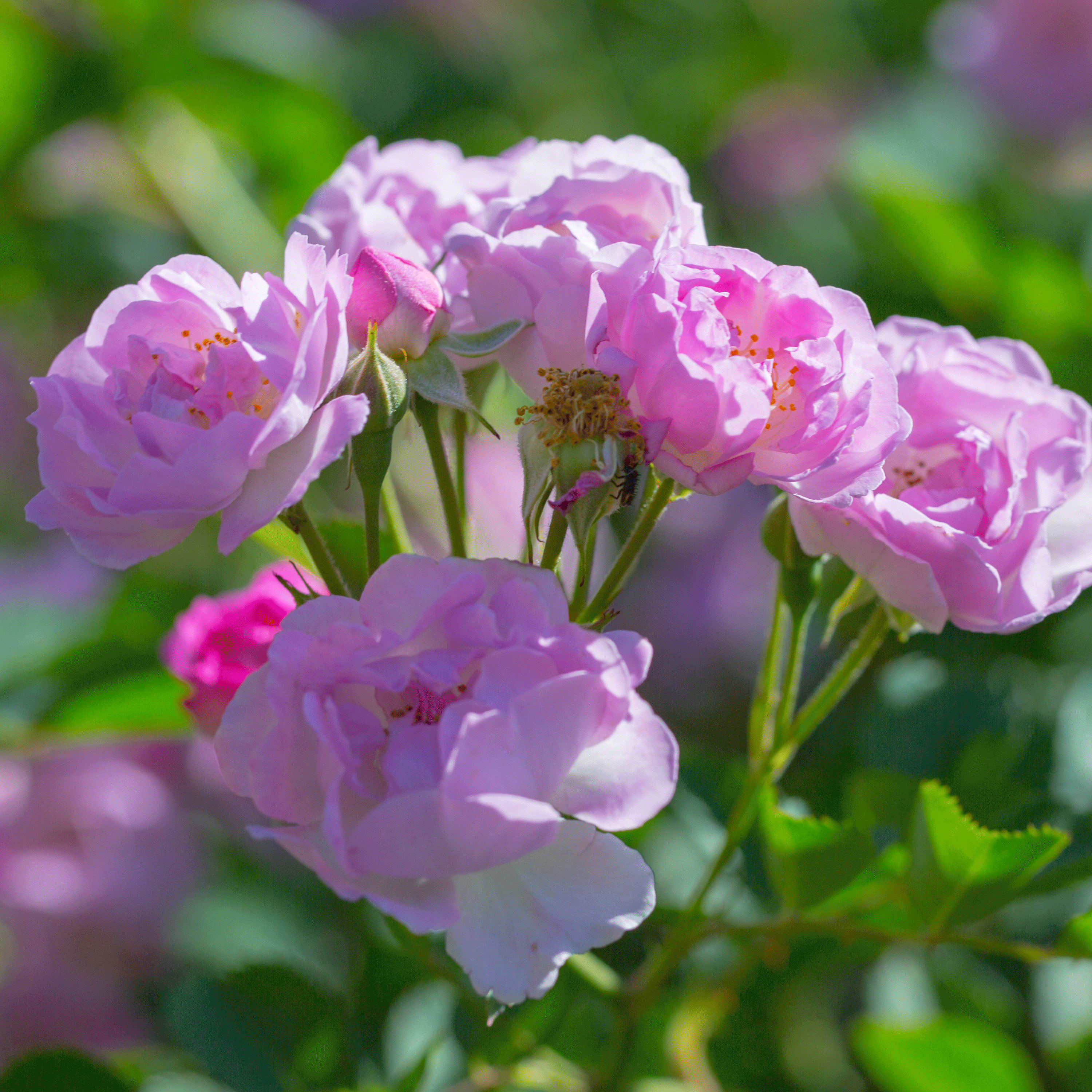 Rosefit™ (Seven-Sister Rose Extract)