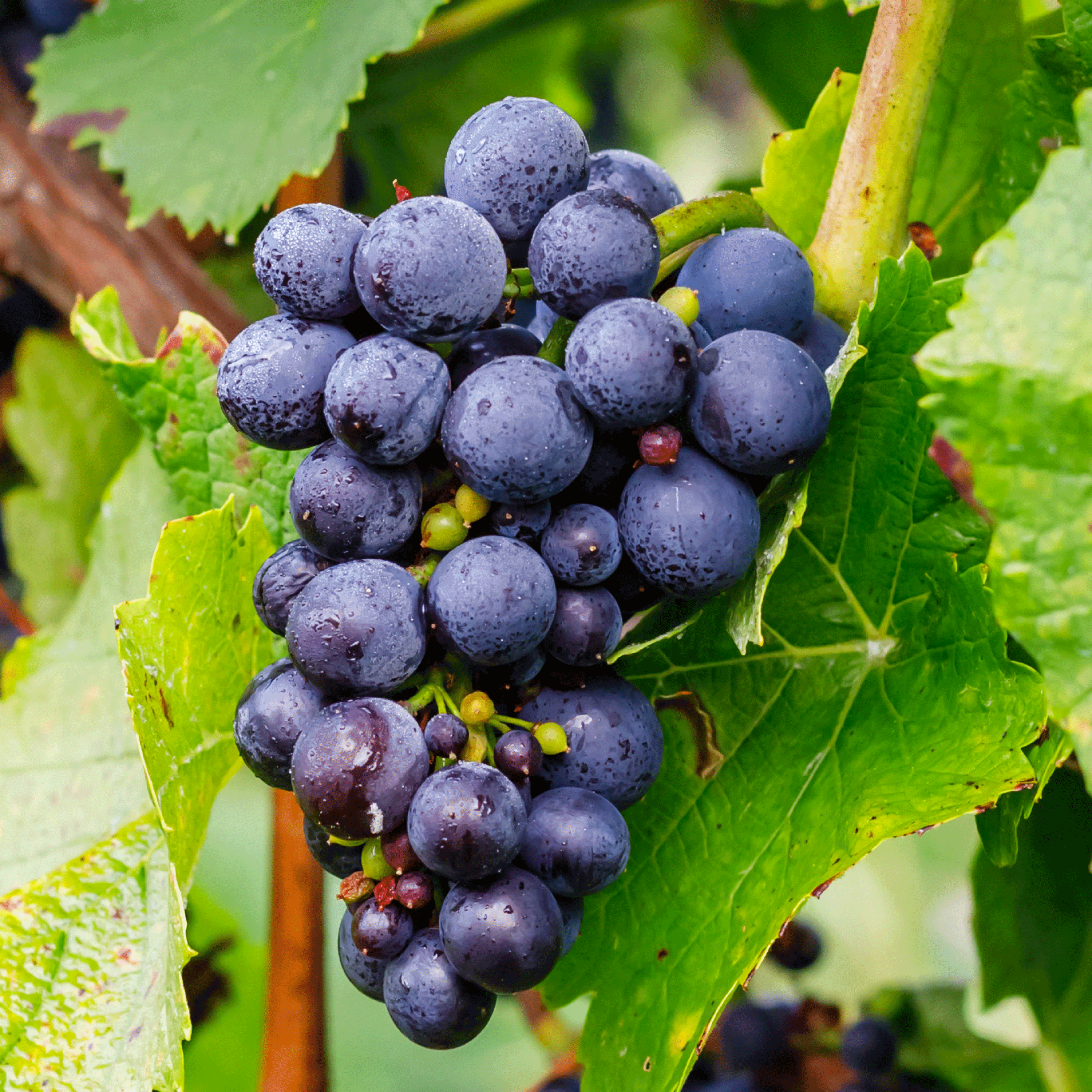 Grape Skin Resveratrol (98% Pure)