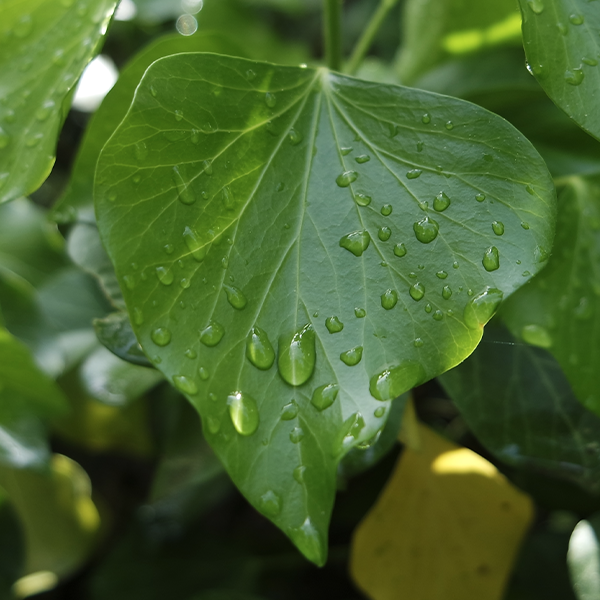 Reducose™ (White Mulberry Leaf Extract – 5% DNJ)