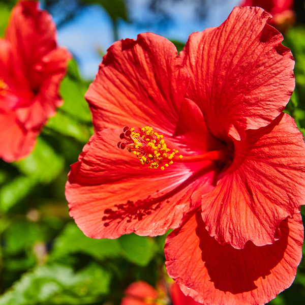 hibiscus