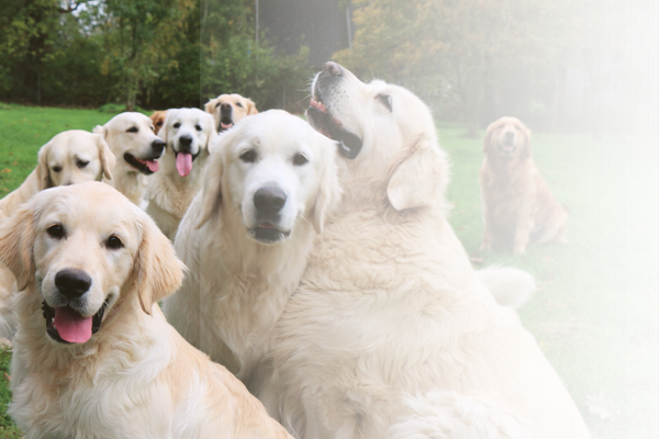 Golden retrievers in the grass