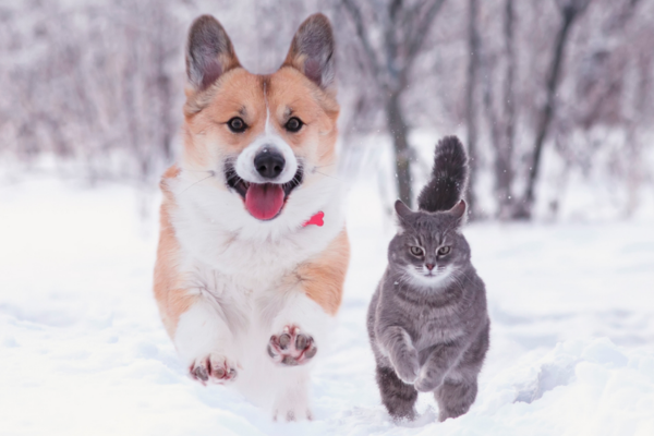 High quality pet food made with wholesome, delicious & natural ingredients, delivered to you door.