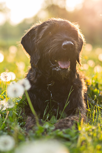 Dog in a field 