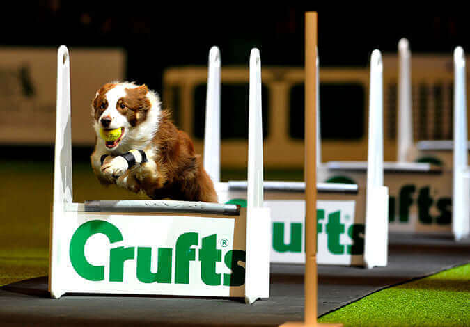 Crufts and a dog show