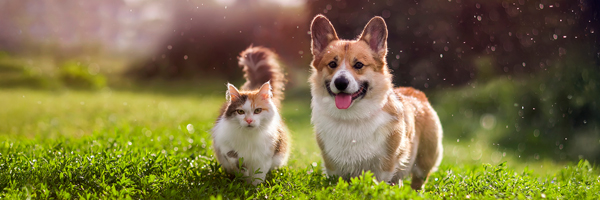 dog and cat in the grass