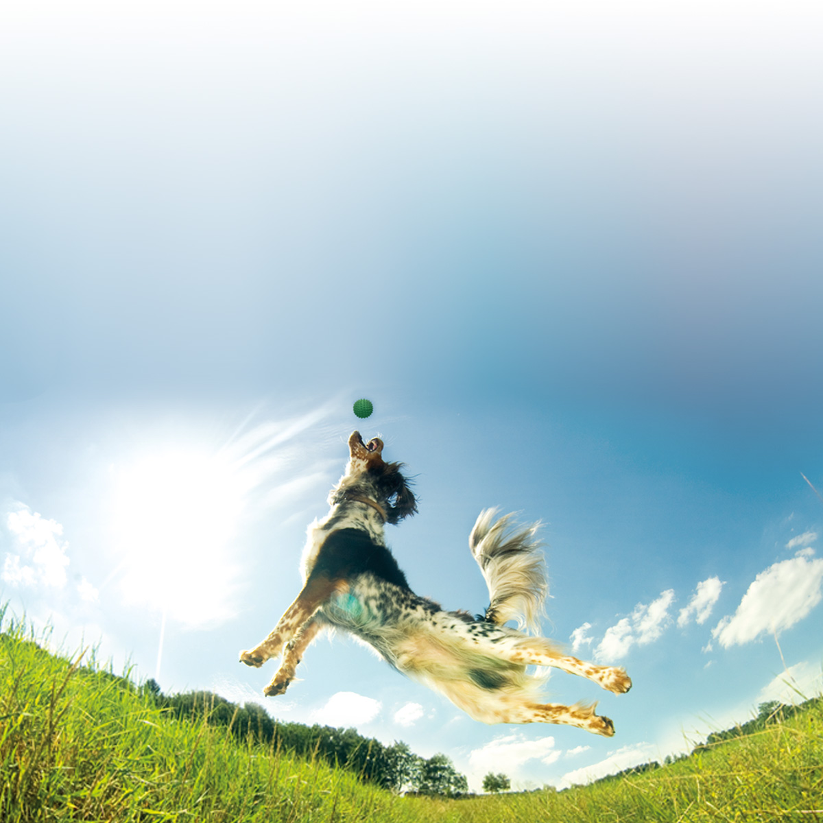 Dog jumping to catch ball on grass