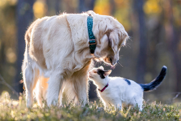 Love Your Pet Every Day