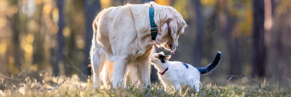 dog and cat in grass