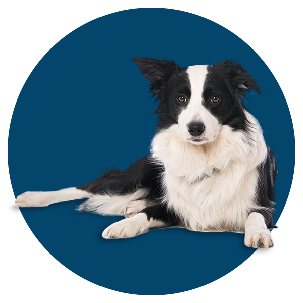senior dog