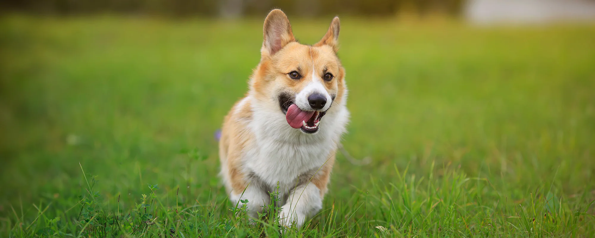 Dog running in field