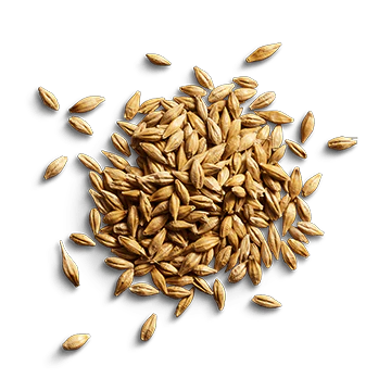 BARLEY