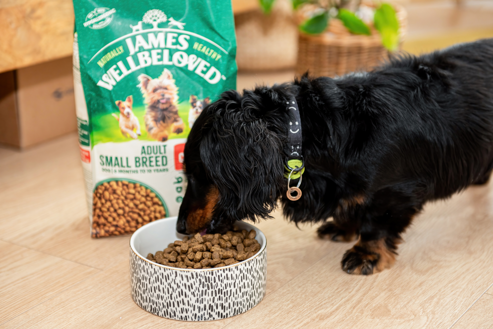 a dog eating small breed food