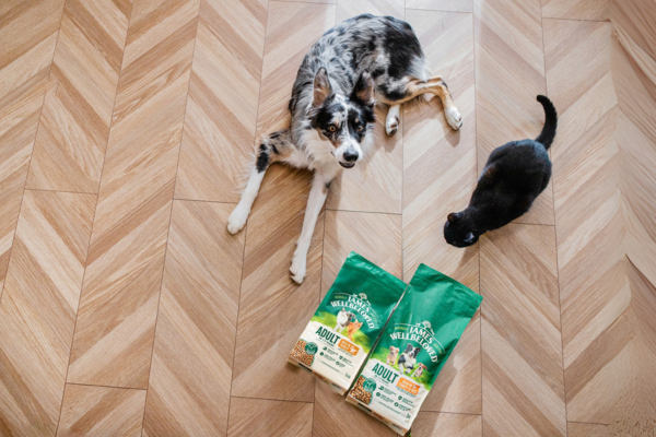 cat and dog eating their food