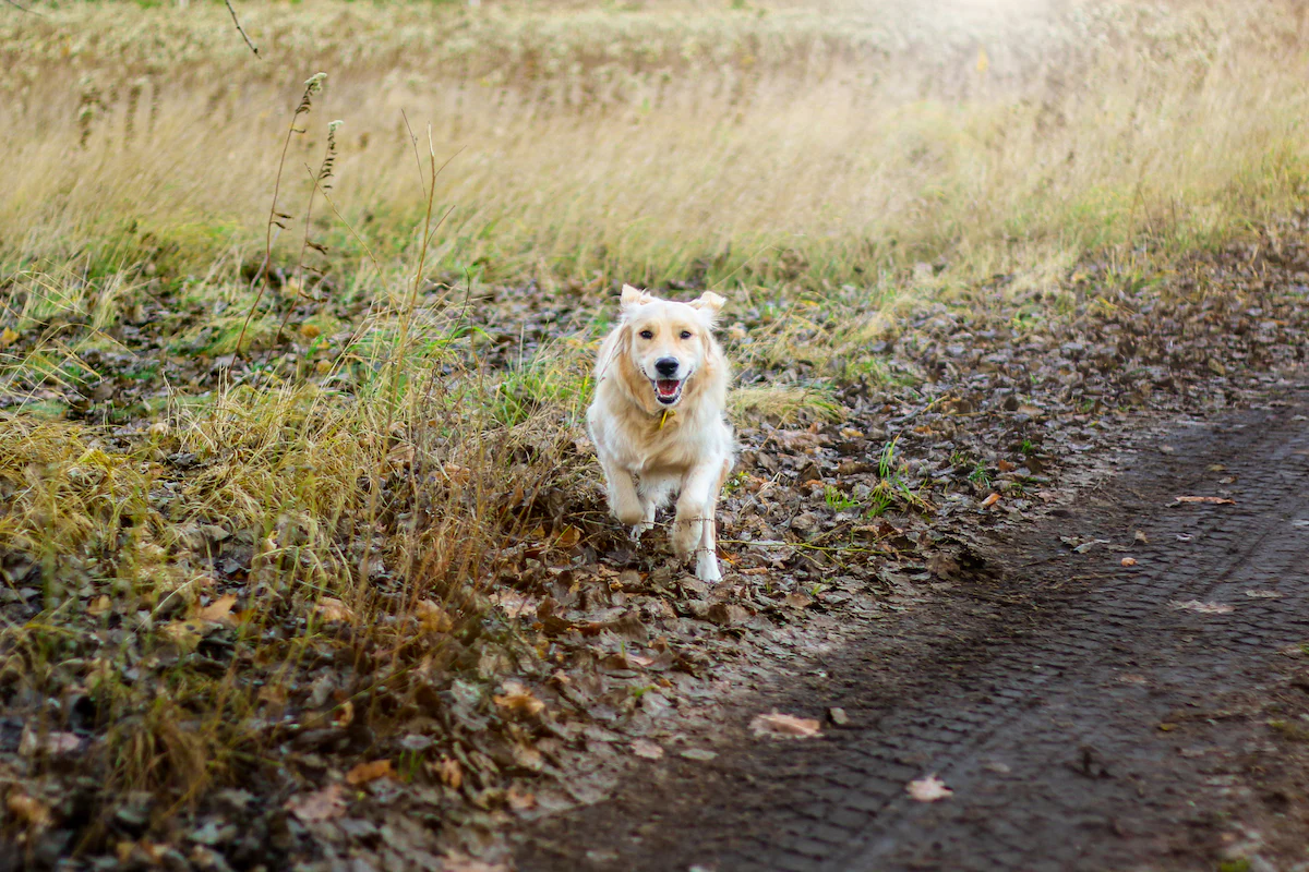 PUPPY GROWTH CHART: WHEN DO DOGS STOP GROWING