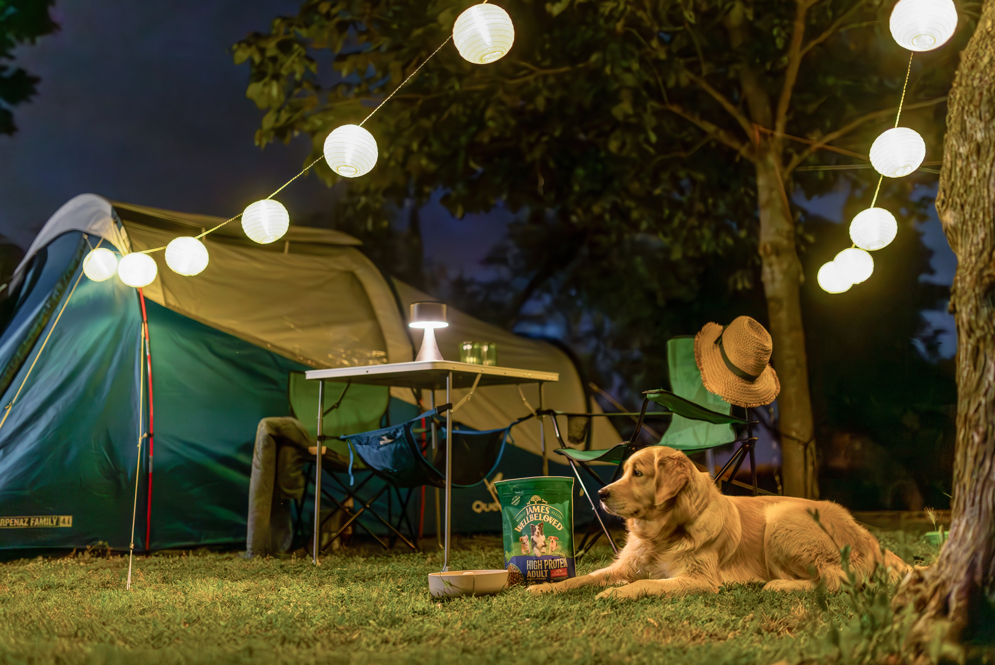 a dog sitting next to a camp