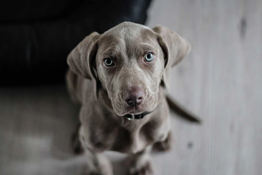 TRAINING YOUR PUPPY TO SIT - THE BASICS