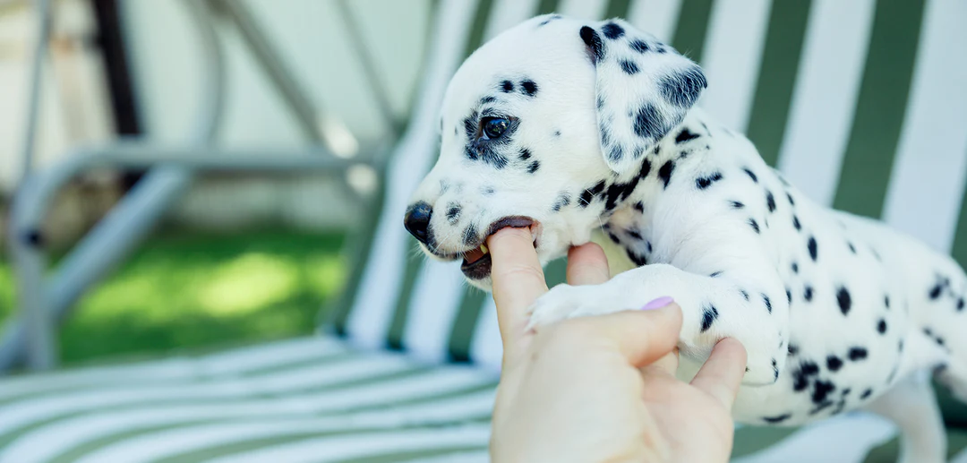 QUESTIONS TO ASK A DOG BREEDER