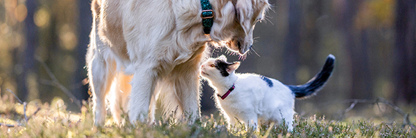 Dog and cat in the grass