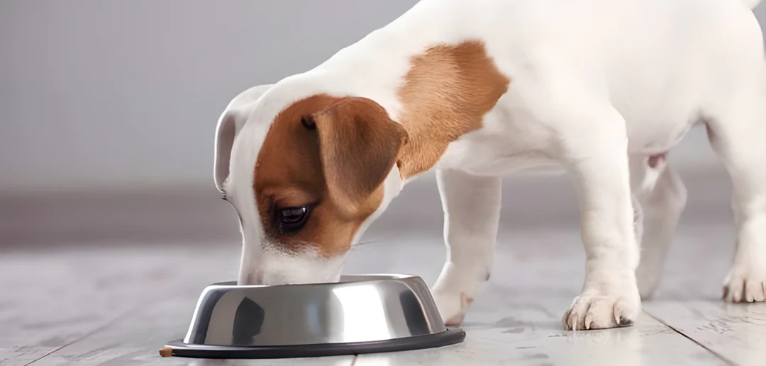 FEEDING PUPPIES: ESSENTIAL GUIDE AND BEST PRACTICES