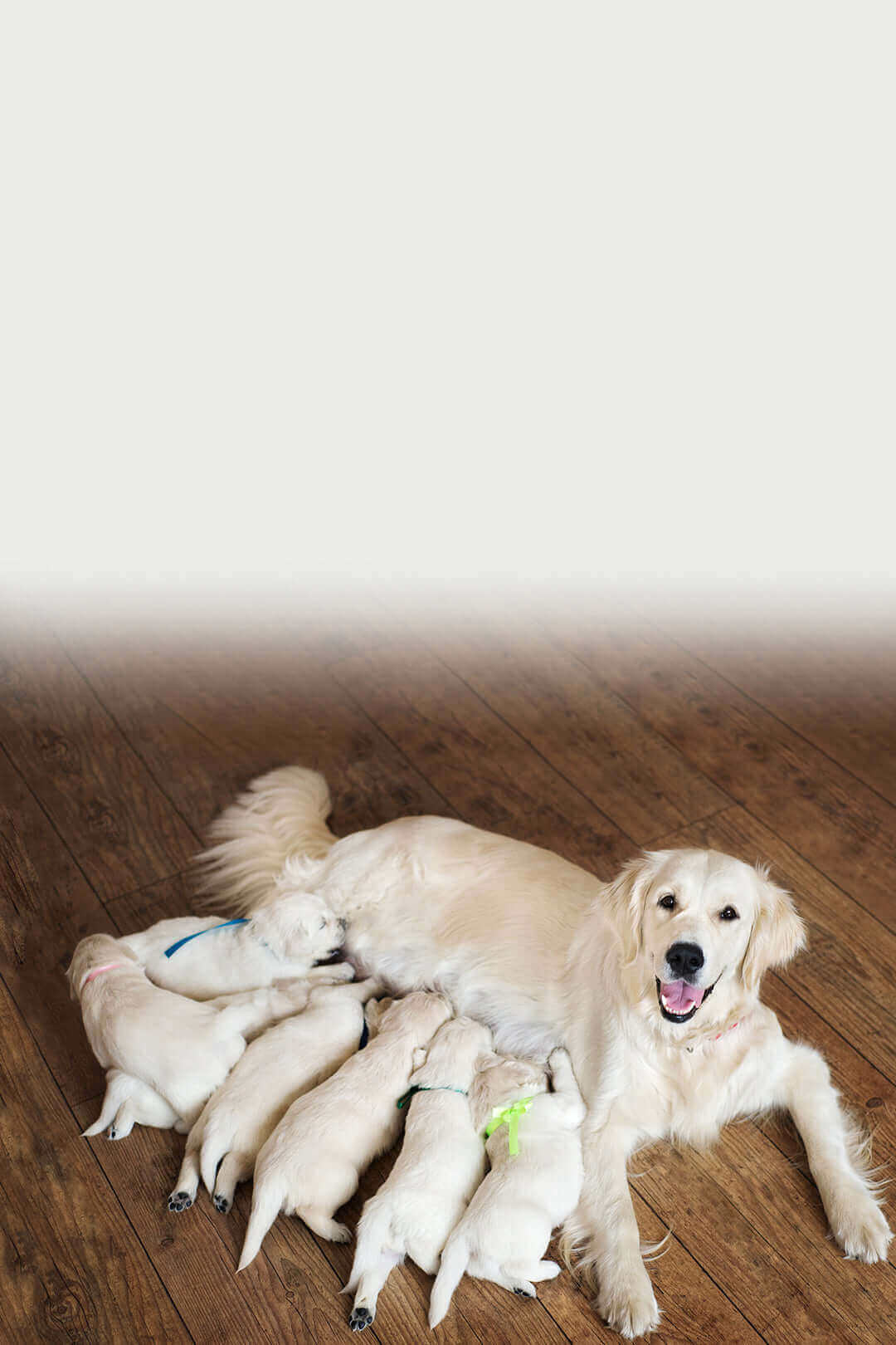 Golden retriever with litter feeding 