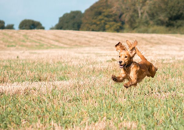 dog in meadow