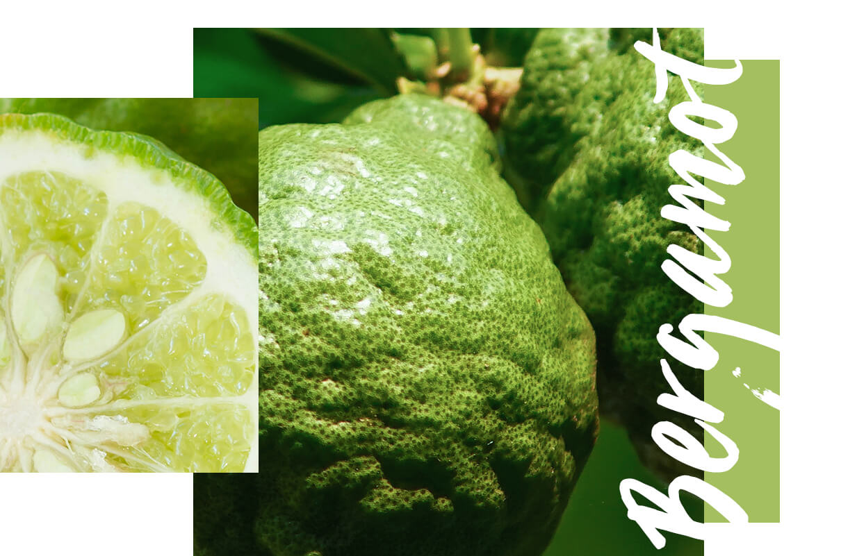 Bergamot