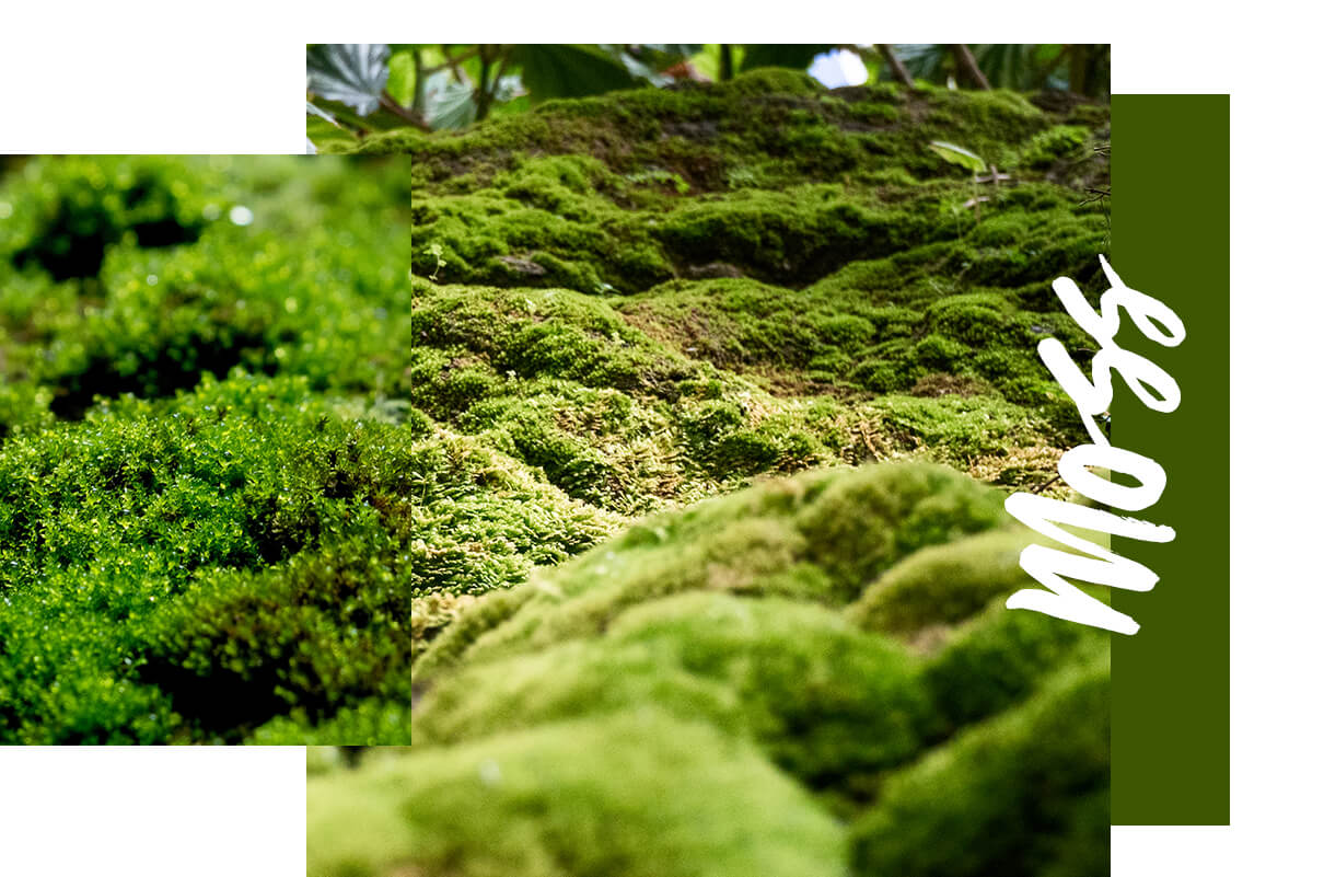 Moss